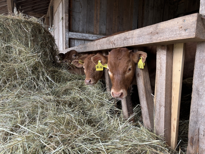 IMG_8181 Zwei Kälber schauen durch einen Holzzaun, vor ihnen liegt Heu.